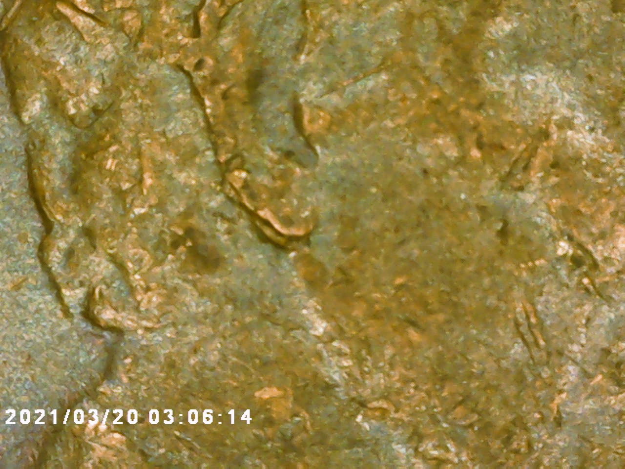 1978-LSC-Double-Ear-Or-Hit?